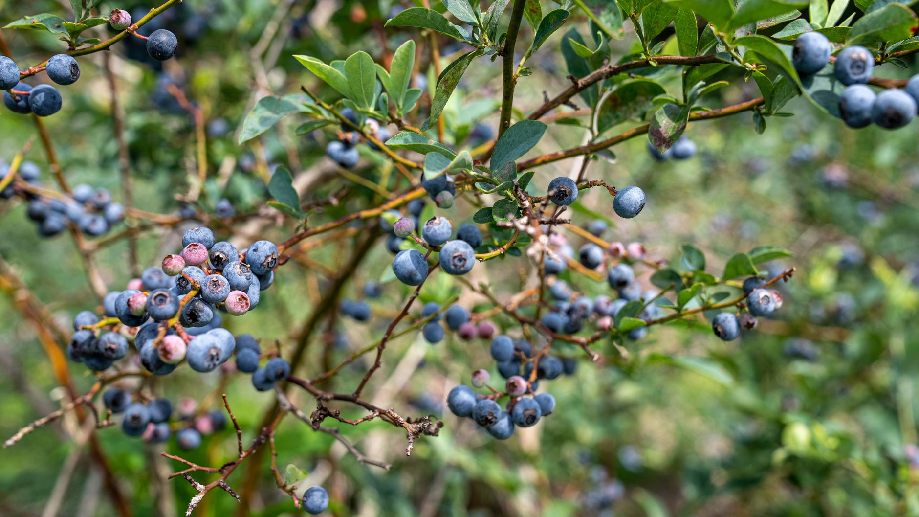 Clusters of blueberries ripening on a farm