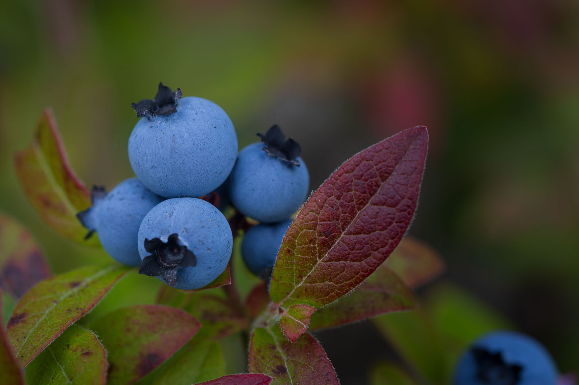 Ripe blueberries growing among green leaves